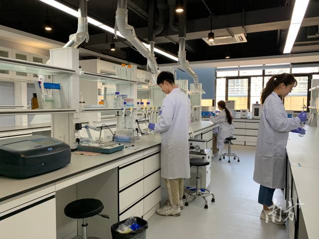广东工业大学“攀峰班”学生在开展实验探究。 广东工业大学“攀峰班”学生在开展实验探究。